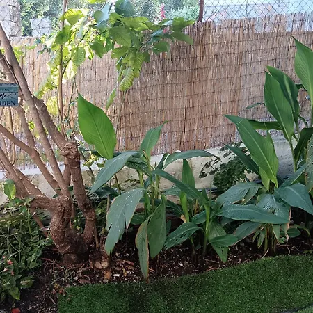 Olgas Cozy Nest Corfu Retreat Garden Near Dassia *